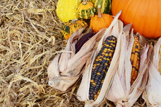 Indian corn cobs in selective focus with fall ornamental gourds and a pumpkin on straw with copy space