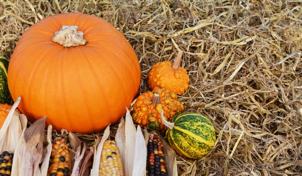 Orange pumpkin with ornamental corn and warted gourds with copy space on a bed of straw