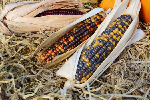 Three cobs of ornamental corn with multi-coloured niblets, in selective focus on a bed of straw