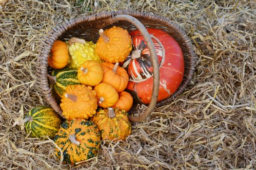 Rustic basket of small warted gourds with a turban gourd spilling out onto a bed of straw in fall
