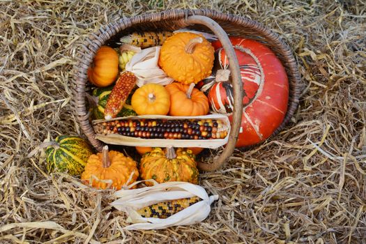 Fall selection of ornamental gourds and squash with multi-coloured Indian corn spilling from woven basket onto straw