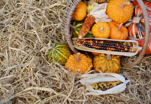 Woven basket full of Thanksgiving ornamental gourds and squash, with flint corn overflowing onto pile of hay