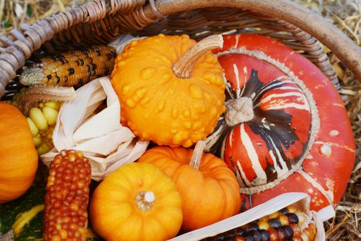 Close-up of ornamental gourds and Fiesta sweetcorn cobs with a Turks Turban squash in a rustic basket