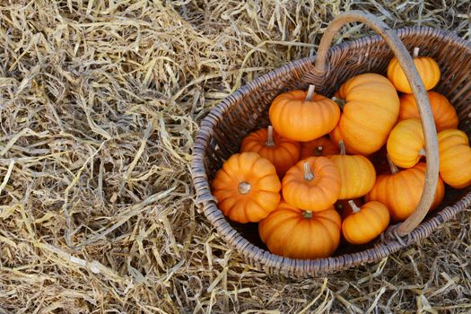 Rustic woven basket filled with harvest of orange Jack Be Little mini pumpkins on a bed of straw
