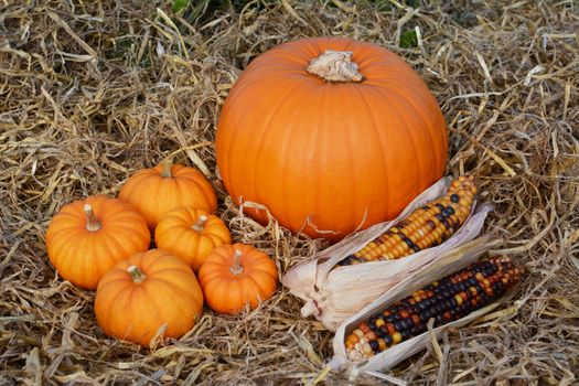 Five mini pumpkins and two ornamental corn cobs with a ripe orange pumpkin on a bed of straw