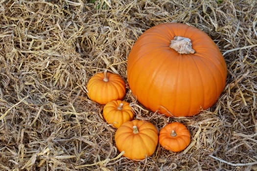 Four autumnal mini orange pumpkins with a large pumpkin and copy space on soft straw