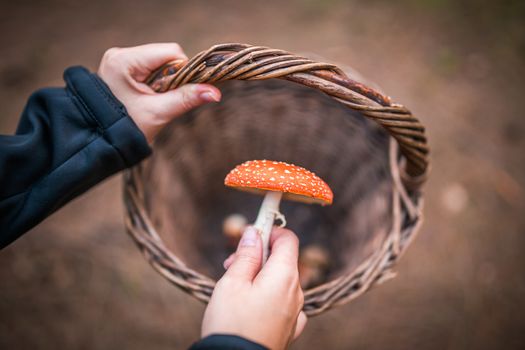 Female holding Amanita Muscaria mushroom