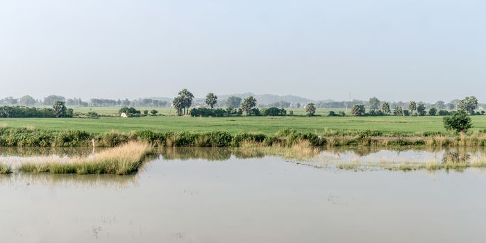 Landscape Scenery of Agriculture field in Agrarian India. A Traditional Rice farm horizon during monsoon. Typical tropical green countryside harvest of Indian agricultural land.