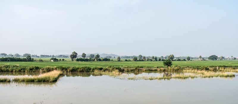 Landscape Scenery of Agriculture field in Agrarian India. A Traditional Rice farm horizon during monsoon. Typical tropical green countryside harvest of Indian agricultural land.