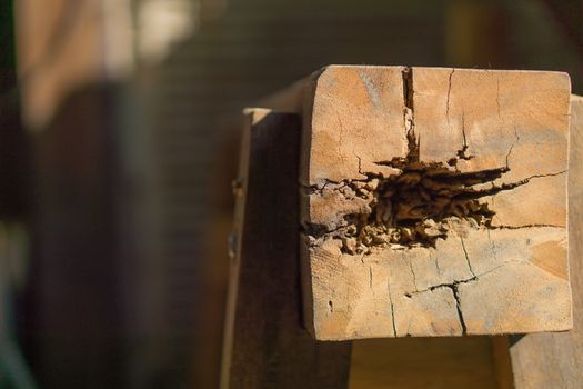 Nest termite on decay wood poles. Copy space for text.