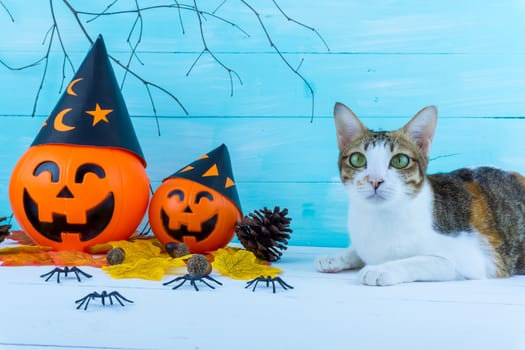 Halloween holiday background with spider, webs, cat and jack lantern on blue wooden table with copy space for text. Flat lay, top view