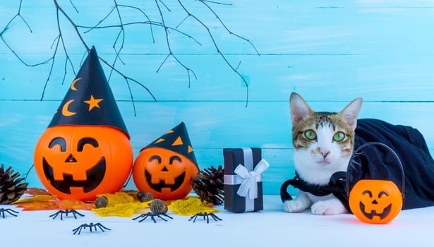 Halloween holiday background with spider, webs, cat and jack lantern on blue wooden table with copy space for text. Flat lay, top view