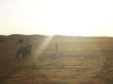 an arabian desert during the dawn