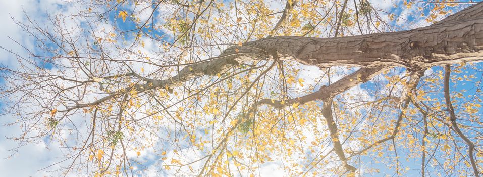 Panorama upward perspective vibrant yellow maple leaves changing color during fall season in Dallas, Texas, USA. Tree tops converging into blue sky. Nature wood forest, canopy of tree branches