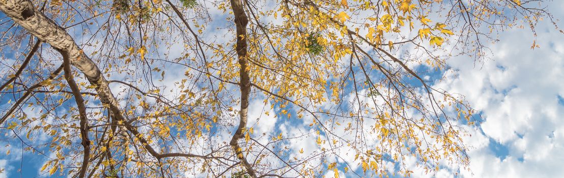 Panorama upward perspective vibrant yellow maple leaves changing color during fall season in Dallas, Texas, USA. Tree tops converging into blue sky. Nature wood forest, canopy of tree branches