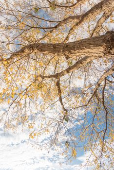Vertical upward perspective vibrant yellow maple leaves changing color during fall season in Dallas, Texas, USA. Tree tops converging into blue sky. Nature wood forest, canopy of tree branches