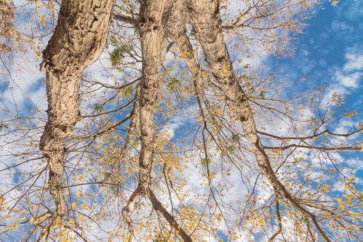 Low angle perspective of vibrant yellow maple leaves changing color during fall season in Dallas, Texas, USA. Tree tops converging into blue sky. Nature wood forest, canopy of tree branches