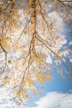 Vertical upward perspective vibrant yellow maple leaves changing color during fall season in Dallas, Texas, USA. Tree tops converging into blue sky. Nature wood forest, canopy of tree branches