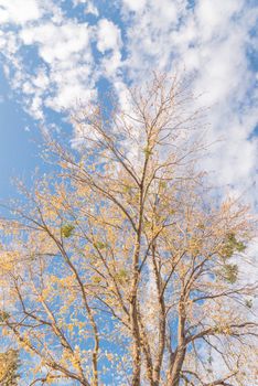 Bright yellow maple tree fall foliage under sunny cloud blue sky. Vibrant leaves changing color during fall season in Dallas, Texas, USA. Tree tops converging into the sky