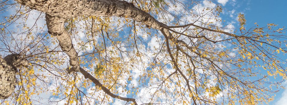 Panorama upward perspective vibrant yellow maple leaves changing color during fall season in Dallas, Texas, USA. Tree tops converging into blue sky. Nature wood forest, canopy of tree branches