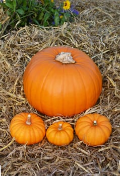 Three orange mini pumpkins in front of fall pumpkin on straw in a flower garden