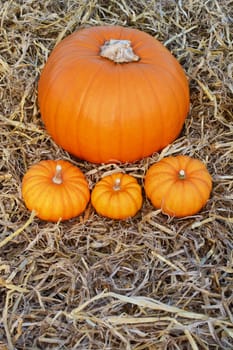 Large fall pumpkin on a bed of straw with three mini orange pumpkins - copy space