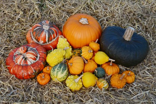 Big pile of fall squashes, pumpkins and ornamental gourds at Thanksgiving on a bed of straw
