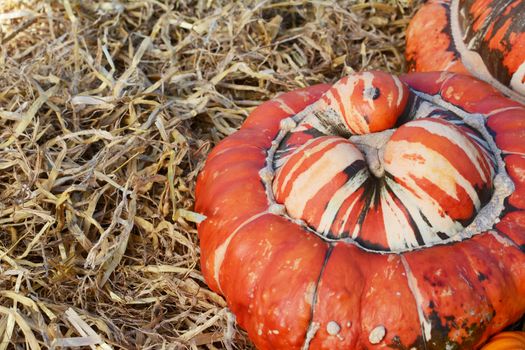 Close-up of fall Turks Turban gourd with a deep orange cap and striped white centre on soft straw - copy space