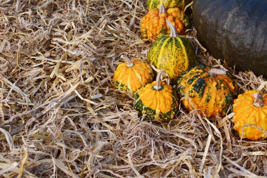Orange and green warted gourds in autumn on a bed of straw with copy space