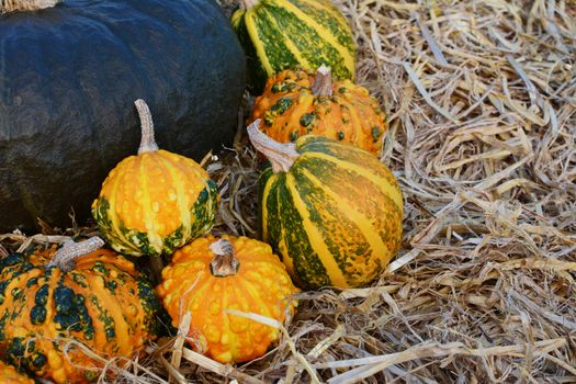 Pretty orange and green striped and spotted ornamental gourds against dark green gourd on straw