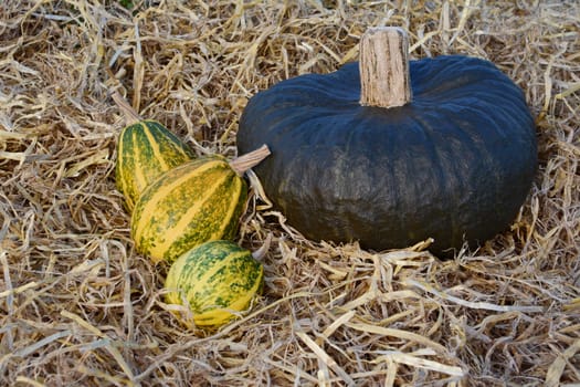 Three striped ornamental gourds with a large dark green squash on a bed of fresh straw in fall