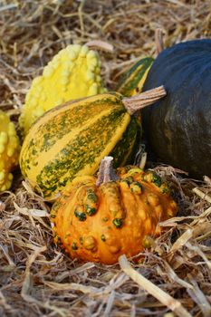Close-up of orange and green warted gourd in front of multi-coloured ornamental gourds on soft hay