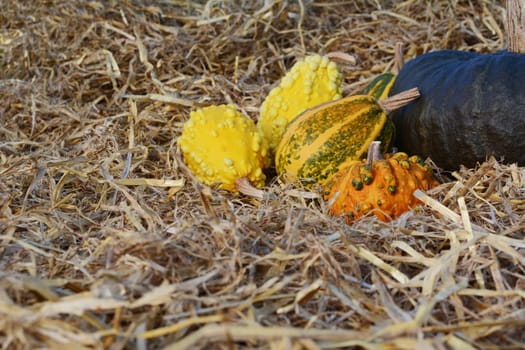 Yellow, green and orange ornamental gourds with a large green squash in autumn on a bed of straw with copy space