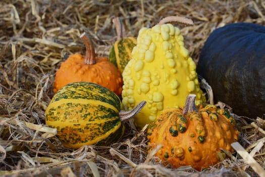 Warted and ornamental gourds with green, orange and yellow skins and unusual markings on fresh straw