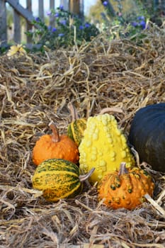 Selection of orange, green and yellow ornamental gourds in a pile of straw in a fall rural garden