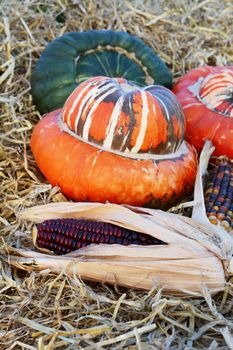 Deep red ornamental maize cob in front of orange and green Turks Turban gourds on straw