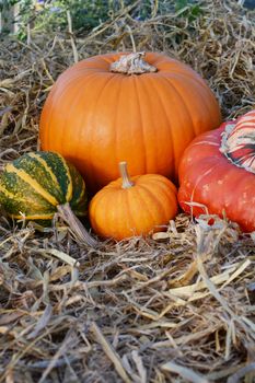 Thanksgiving mini pumpkin with gourds and squashes on bed of hay with copy space 