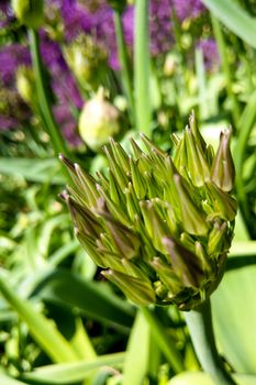 Violet beautiful blooming allium flower, nature, flowers