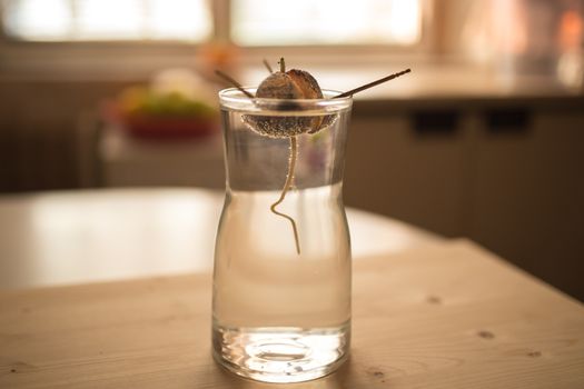 DIY idea grow your own avocado plant. A ditail, close up view of avocado seed with root, young sprout and leaves in the glass with water.