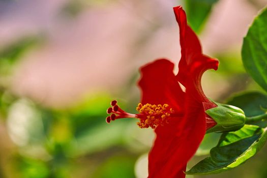 The Red Hibiscus flowers China rose,Chinese hibiscus,Hawaiian hibiscus in tropical garden of Tenerife,Canary Islands,Spain.Floral ba. Ckground.Selective focus