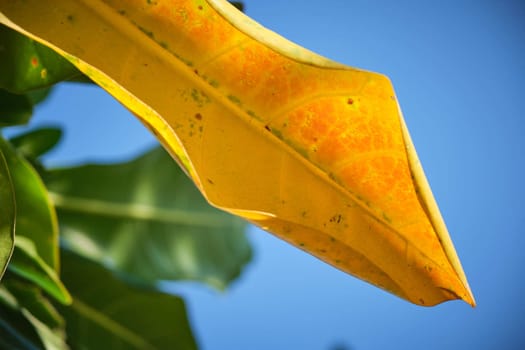The Green and yellow tropical leaf background. Green and yellow tropical leaf with blue sky