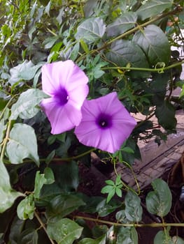 purple flowers with green leaves