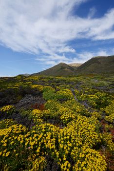 flower at big sur coast in california