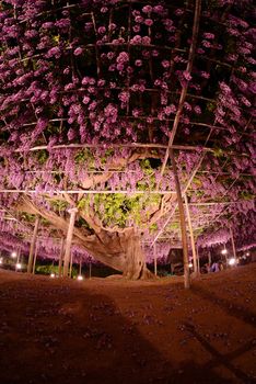 wisteria flowers in japan with illumination