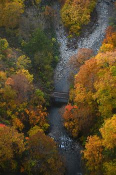 Autumn forest in a river valley in Tohoku region near Aomori