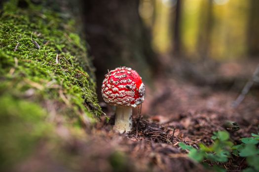 Fly Agaric Mushroom, closeup. Amanita muscaria or fly agaric or fly amanita, is a psychoactive basidiomycete fungus and inedible poisonous mushroom.