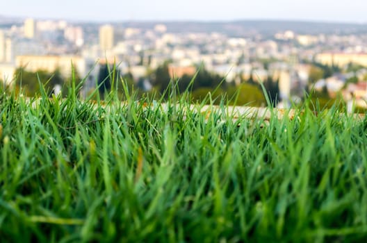 lawn with fresh green grass close up and the city in the background