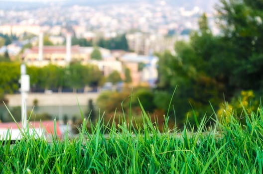lawn with fresh green grass close up and the city in the background