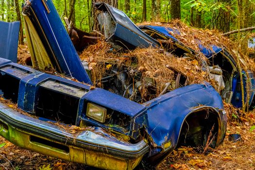 Old Wrecked Car in the Woods in a Junkyard