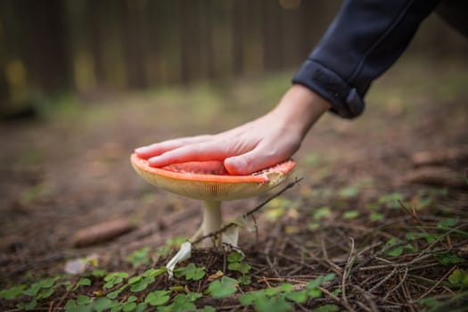 huge red amanita in the forest. big as hand.